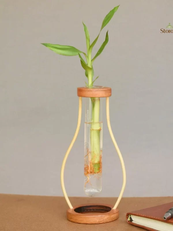 Boca Minimal Bamboo Table top test tube Planter wooden top