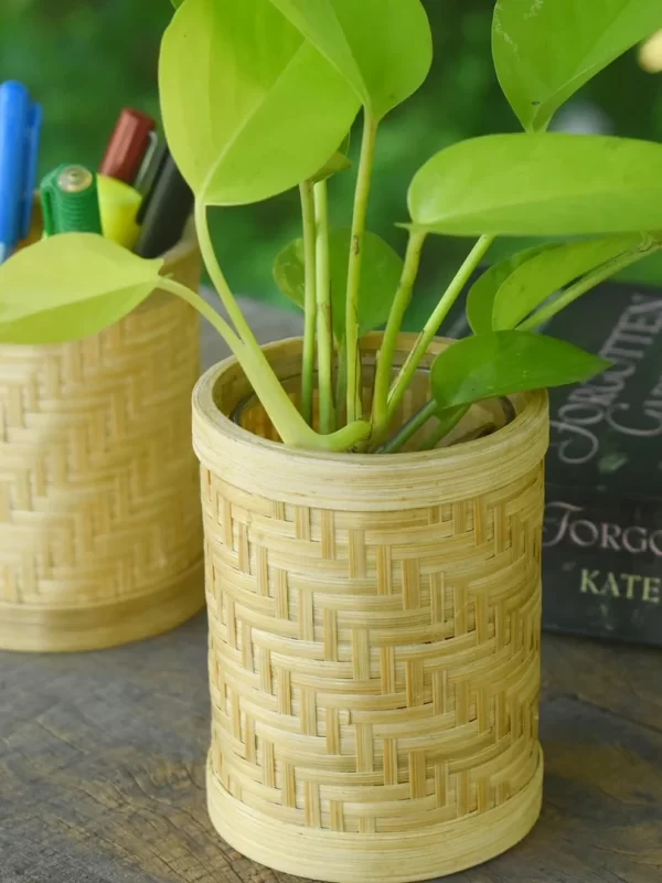 Bamboo Tabletop Planter – wooden Desk Planter for Office & Gifting