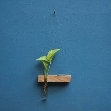 Wooden wall hanging propagation vessal